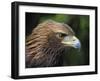 Head Portrait of Golden Eagle, France-Eric Baccega-Framed Photographic Print
