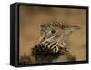 Head Portrait of Great Roadrunner, Bosque Del Apache National Wildlife Reserve, New Mexico, USA-Arthur Morris-Framed Stretched Canvas