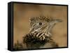 Head Portrait of Great Roadrunner, Bosque Del Apache National Wildlife Reserve, New Mexico, USA-Arthur Morris-Framed Stretched Canvas