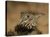 Head Portrait of Great Roadrunner, Bosque Del Apache National Wildlife Reserve, New Mexico, USA-Arthur Morris-Stretched Canvas