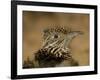 Head Portrait of Great Roadrunner, Bosque Del Apache National Wildlife Reserve, New Mexico, USA-Arthur Morris-Framed Photographic Print