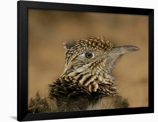 Head Portrait of Great Roadrunner, Bosque Del Apache National Wildlife Reserve, New Mexico, USA-Arthur Morris-Framed Photographic Print