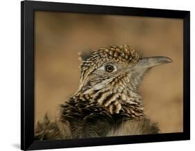 Head Portrait of Great Roadrunner, Bosque Del Apache National Wildlife Reserve, New Mexico, USA-Arthur Morris-Framed Photographic Print