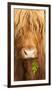 Head Portrait Of Highland Cow, Scotland, With Tiny Frond Of Bracken At Corner Of Mouth, UK-Niall Benvie-Framed Premium Photographic Print