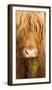 Head Portrait Of Highland Cow, Scotland, With Tiny Frond Of Bracken At Corner Of Mouth, UK-Niall Benvie-Framed Premium Photographic Print