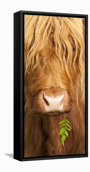 Head Portrait Of Highland Cow, Scotland, With Tiny Frond Of Bracken At Corner Of Mouth, UK-Niall Benvie-Framed Stretched Canvas