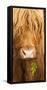 Head Portrait Of Highland Cow, Scotland, With Tiny Frond Of Bracken At Corner Of Mouth, UK-Niall Benvie-Framed Stretched Canvas