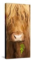 Head Portrait Of Highland Cow, Scotland, With Tiny Frond Of Bracken At Corner Of Mouth, UK-Niall Benvie-Stretched Canvas