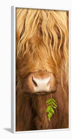 Head Portrait Of Highland Cow, Scotland, With Tiny Frond Of Bracken At Corner Of Mouth, UK-Niall Benvie-Framed Photographic Print