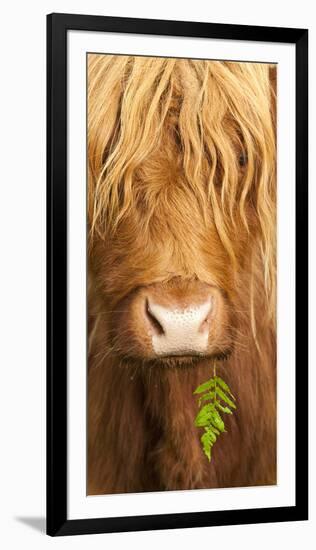 Head Portrait Of Highland Cow, Scotland, With Tiny Frond Of Bracken At Corner Of Mouth, UK-Niall Benvie-Framed Photographic Print