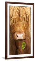 Head Portrait Of Highland Cow, Scotland, With Tiny Frond Of Bracken At Corner Of Mouth, UK-Niall Benvie-Framed Photographic Print