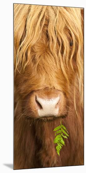 Head Portrait Of Highland Cow, Scotland, With Tiny Frond Of Bracken At Corner Of Mouth, UK-Niall Benvie-Mounted Photographic Print