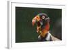 Head Portrait Of King Vulture (Sarcoramphus Papa) Calling In The Rain, Santa Rita, Costa Rica-Bence Mate-Framed Photographic Print