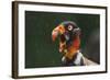 Head Portrait Of King Vulture (Sarcoramphus Papa) Calling In The Rain, Santa Rita, Costa Rica-Bence Mate-Framed Photographic Print