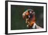 Head Portrait Of King Vulture (Sarcoramphus Papa) Calling In The Rain, Santa Rita, Costa Rica-Bence Mate-Framed Photographic Print