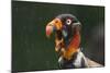 Head Portrait Of King Vulture (Sarcoramphus Papa) Calling In The Rain, Santa Rita, Costa Rica-Bence Mate-Mounted Photographic Print