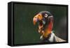 Head Portrait Of King Vulture (Sarcoramphus Papa) Calling In The Rain, Santa Rita, Costa Rica-Bence Mate-Framed Stretched Canvas