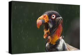 Head Portrait Of King Vulture (Sarcoramphus Papa) Calling In The Rain, Santa Rita, Costa Rica-Bence Mate-Stretched Canvas