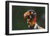 Head Portrait Of King Vulture (Sarcoramphus Papa) Calling In The Rain, Santa Rita, Costa Rica-Bence Mate-Framed Photographic Print