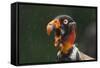 Head Portrait Of King Vulture (Sarcoramphus Papa) Calling In The Rain, Santa Rita, Costa Rica-Bence Mate-Framed Stretched Canvas