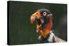 Head Portrait Of King Vulture (Sarcoramphus Papa) Calling In The Rain, Santa Rita, Costa Rica-Bence Mate-Stretched Canvas