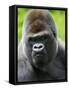 Head Portrait of Male Silverback Western Lowland Gorilla Captive, France-Eric Baccega-Framed Stretched Canvas