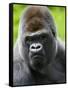 Head Portrait of Male Silverback Western Lowland Gorilla Captive, France-Eric Baccega-Framed Stretched Canvas