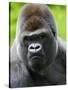 Head Portrait of Male Silverback Western Lowland Gorilla Captive, France-Eric Baccega-Stretched Canvas