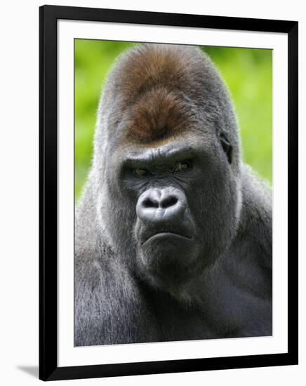 Head Portrait of Male Silverback Western Lowland Gorilla Captive, France-Eric Baccega-Framed Premium Photographic Print