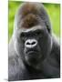 Head Portrait of Male Silverback Western Lowland Gorilla Captive, France-Eric Baccega-Mounted Premium Photographic Print