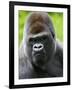 Head Portrait of Male Silverback Western Lowland Gorilla Captive, France-Eric Baccega-Framed Photographic Print
