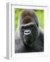 Head Portrait of Male Silverback Western Lowland Gorilla Captive, France-Eric Baccega-Framed Photographic Print