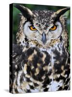 Head Portrait of Spotted Eagle-Owl Captive, France-Eric Baccega-Stretched Canvas