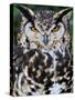 Head Portrait of Spotted Eagle-Owl Captive, France-Eric Baccega-Stretched Canvas