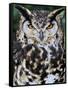 Head Portrait of Spotted Eagle-Owl Captive, France-Eric Baccega-Framed Stretched Canvas