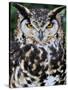 Head Portrait of Spotted Eagle-Owl Captive, France-Eric Baccega-Stretched Canvas