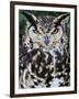 Head Portrait of Spotted Eagle-Owl Captive, France-Eric Baccega-Framed Premium Photographic Print