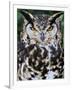 Head Portrait of Spotted Eagle-Owl Captive, France-Eric Baccega-Framed Premium Photographic Print