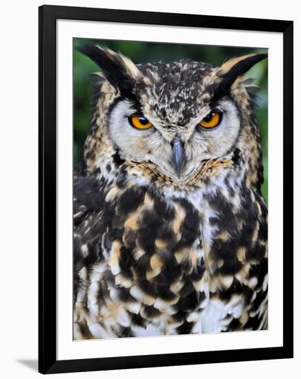 Head Portrait of Spotted Eagle-Owl Captive, France-Eric Baccega-Framed Premium Photographic Print