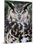 Head Portrait of Spotted Eagle-Owl Captive, France-Eric Baccega-Mounted Premium Photographic Print