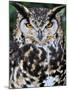 Head Portrait of Spotted Eagle-Owl Captive, France-Eric Baccega-Mounted Photographic Print