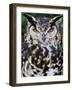 Head Portrait of Spotted Eagle-Owl Captive, France-Eric Baccega-Framed Photographic Print