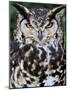 Head Portrait of Spotted Eagle-Owl Captive, France-Eric Baccega-Mounted Photographic Print