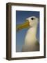 Head Portrait Of Waved Albatross (Phoebastria Irrorata) Punto Cevallos-Pete Oxford-Framed Photographic Print