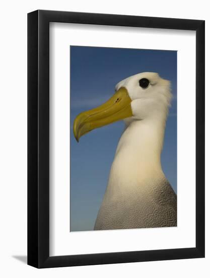 Head Portrait Of Waved Albatross (Phoebastria Irrorata) Punto Cevallos-Pete Oxford-Framed Photographic Print