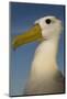 Head Portrait Of Waved Albatross (Phoebastria Irrorata) Punto Cevallos-Pete Oxford-Mounted Photographic Print