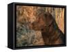 Head Profile Portrait of Chesapeake Bay Retriever, Wisconsin, USA-Lynn M. Stone-Framed Stretched Canvas