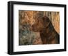 Head Profile Portrait of Chesapeake Bay Retriever, Wisconsin, USA-Lynn M. Stone-Framed Premium Photographic Print