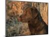 Head Profile Portrait of Chesapeake Bay Retriever, Wisconsin, USA-Lynn M. Stone-Mounted Premium Photographic Print