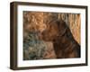 Head Profile Portrait of Chesapeake Bay Retriever, Wisconsin, USA-Lynn M. Stone-Framed Photographic Print